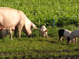 Hoe vaak zie je nog de varkens met hun biggetjes buiten lopen?