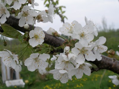 In de natuur kunnen wij Gods schoonheid ervaren.