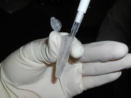 De plant gereduceerd tot DNA in een Epje.