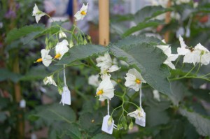 Aan de bestoven bloemen hangen kaartjes met de kruisingscode. Foto H.P Reinders.