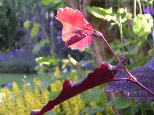 SANYO DIGITAL CAMERA