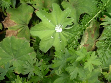 SANYO DIGITAL CAMERA