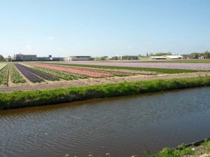 De pastelkleuren van de hyacintenvelden.