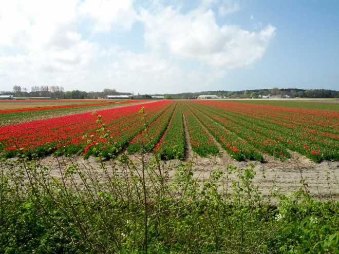 bollenvelden tulp