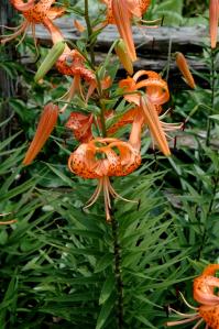 Lilium tigrinum var. 