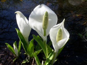 Moerasaronkelk in de botanische tuin van Utrecht.