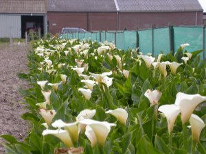 Zantedeschia aethiopica