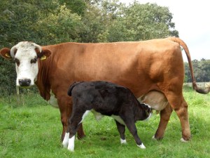 kalfbijdekoeveldenbeek