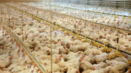 kip in scharrelstal 2