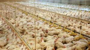 kip in scharrelstal 2