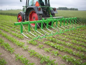 Bij een rentmeester landbouw past mechanische onkruidbeheersing beter dan chemische bestrijdingsmiddelen.