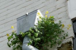 gele-helmbloem-stadsnatuur