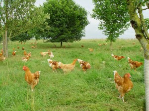 In biologisch dynamische landbouw lopen de kippen lekker buiten en kunnen ze hun natuurlijk gedrag vertonen. De snavels worden niet gekapt.