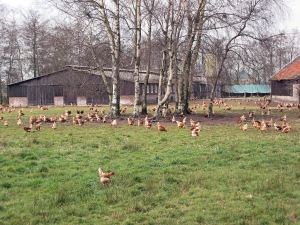 Kippen_met_vrije_uitloop2