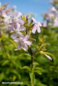 zeepkruid_oorlogspad_nora_-_joost_bouwmeester-4215