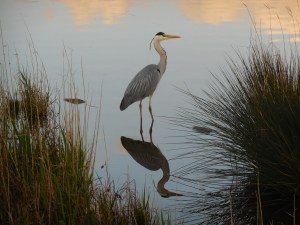 reiger met spiegelbeeld