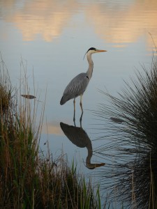 reiger rechtop