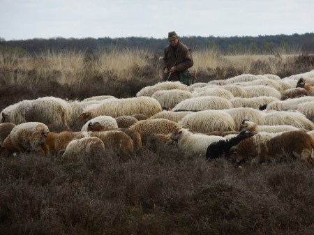 Herder