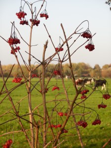 rode bessen kloosterlaantje