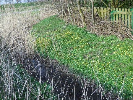 slootrand met speenkruid