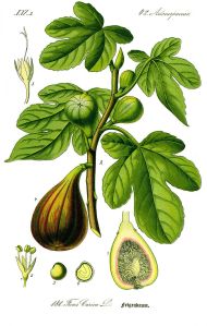 ficus_carica-wikipedia