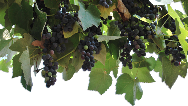 wijnstok-met-druiven
