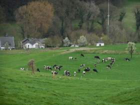 Limburg koeien in de wei kopie