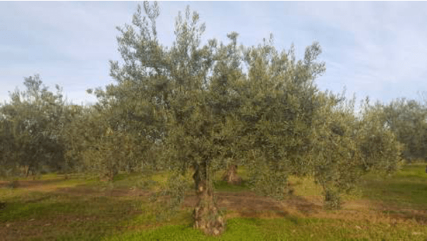 Schermafbeelding 2017-06-29 om 10.26.03