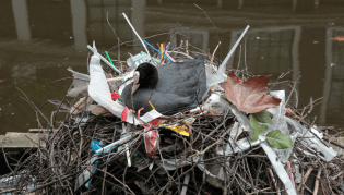 meerkoet op plastic nest-edwin-700.png