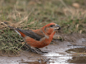 grote kruisbek J Schwiebe waarneming nl