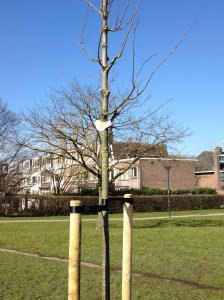 boomplantdag Griftpark