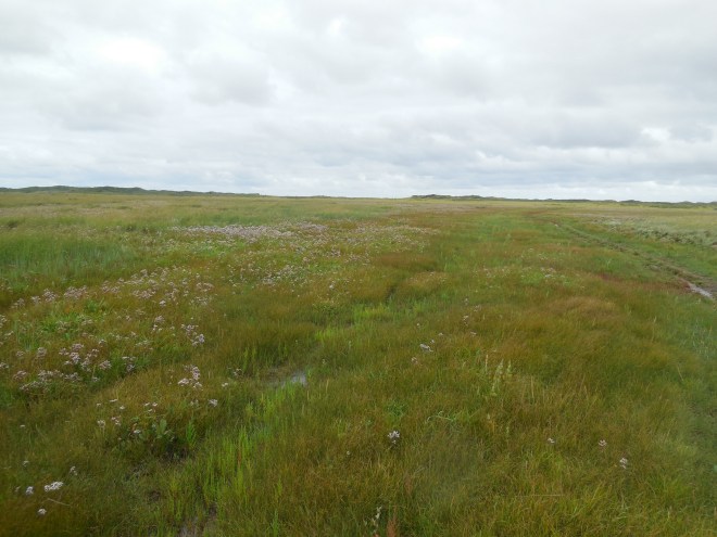 Schiermonnikoog kwelder Willemsduin