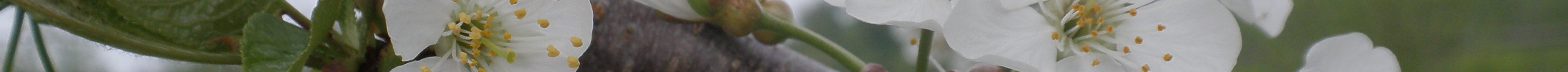 foto dunne uitsnede brieven