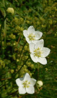 Parnassia