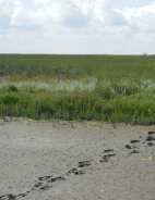 voetsporen in de blub