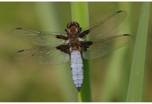 oeverlibel vlinderstichting