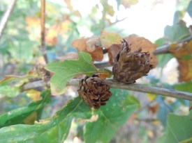 ananasgalwesp op eik