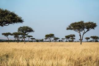 African-Savanna