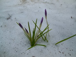 krokus in de sneeuw