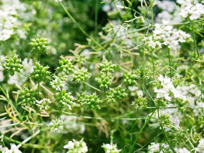 Koriander-Delfino-3 diana's mooie moestuin