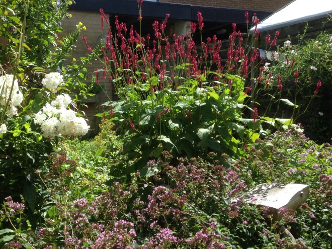 Tuin met Marjolein en duizendknoop