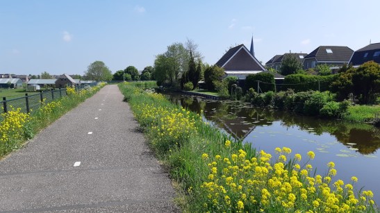 bloeind koolzaad langs water