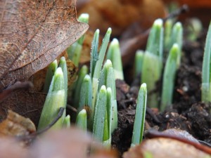 aan-het-licht-komen-300x225 Marijke van der Giessen