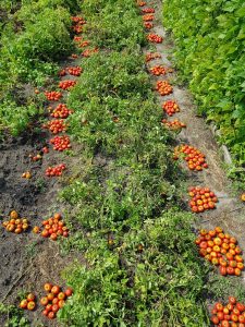 tomaten selectie zaadgoed